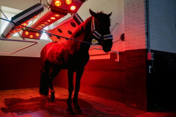 View of horse under light therapy in solarium