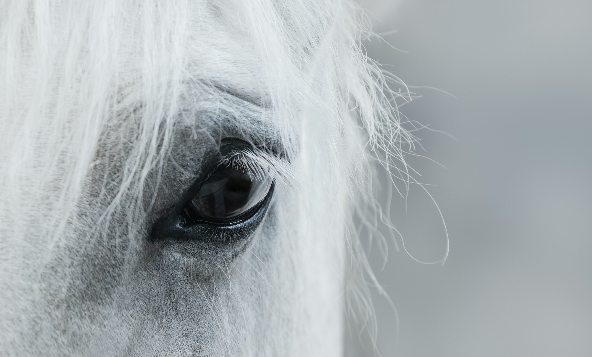 Mauke bei Pferden: Eine Herausforderung für die Gesundheit