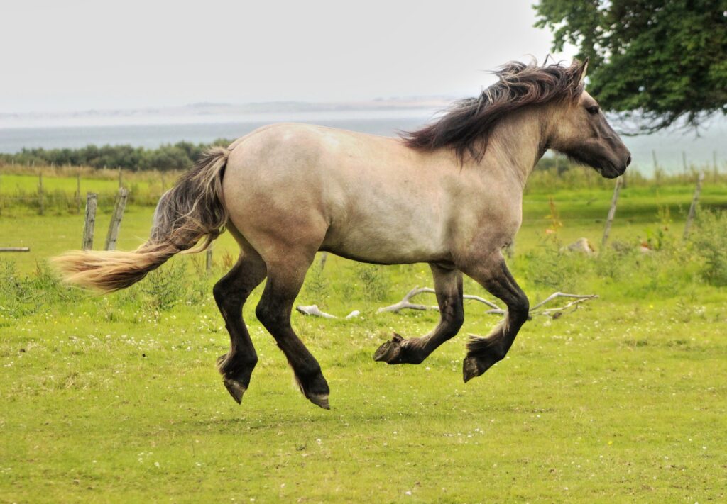 Young horse galloping with all 4 legs off the ground.